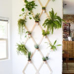 Friendly House Plants For Indoor Decoration 26