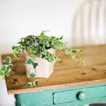 Friendly House Plants For Indoor Decoration 27