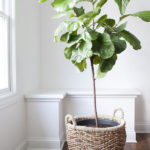Friendly House Plants For Indoor Decoration 29