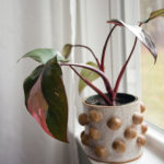 Friendly House Plants For Indoor Decoration 32