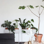 Friendly House Plants For Indoor Decoration 41