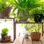 Friendly House Plants For Indoor Decoration 42