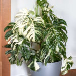 Friendly House Plants For Indoor Decoration 44