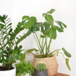 Friendly House Plants For Indoor Decoration 45