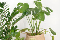 Friendly House Plants For Indoor Decoration 45