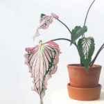 Friendly House Plants For Indoor Decoration 46