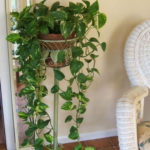 Friendly House Plants For Indoor Decoration 48