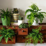 Friendly House Plants For Indoor Decoration 49