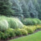 Amazing Evergreen Grasses Landscaping Ideas01