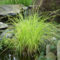 Amazing Evergreen Grasses Landscaping Ideas02