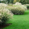 Amazing Evergreen Grasses Landscaping Ideas03