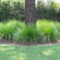 Amazing Evergreen Grasses Landscaping Ideas07