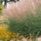 Amazing Evergreen Grasses Landscaping Ideas19