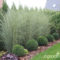 Amazing Evergreen Grasses Landscaping Ideas24