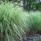 Amazing Evergreen Grasses Landscaping Ideas27
