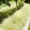 Amazing Evergreen Grasses Landscaping Ideas33