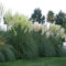Amazing Evergreen Grasses Landscaping Ideas34