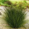 Amazing Evergreen Grasses Landscaping Ideas36