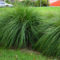 Amazing Evergreen Grasses Landscaping Ideas37