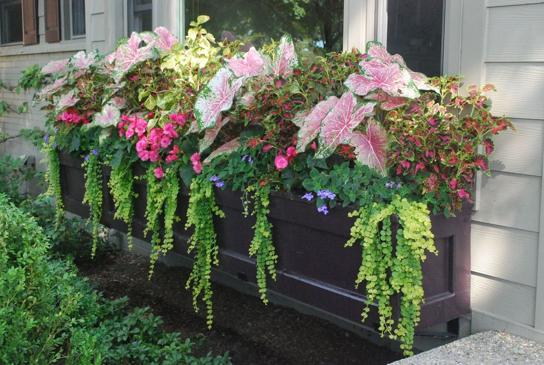 Amazing Windows Flower Boxes Design Ideas Must See36
