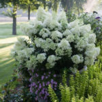 Elegant Colorful Bobo Hydrangea Garden Landscaping Ideas08
