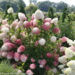 Elegant Colorful Bobo Hydrangea Garden Landscaping Ideas11