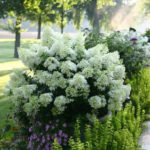 Elegant Colorful Bobo Hydrangea Garden Landscaping Ideas13