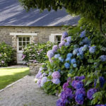 Elegant Colorful Bobo Hydrangea Garden Landscaping Ideas15