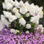 Elegant Colorful Bobo Hydrangea Garden Landscaping Ideas17