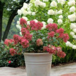 Elegant Colorful Bobo Hydrangea Garden Landscaping Ideas19