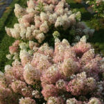 Elegant Colorful Bobo Hydrangea Garden Landscaping Ideas20