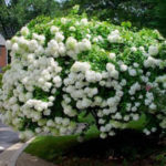 Elegant Colorful Bobo Hydrangea Garden Landscaping Ideas22
