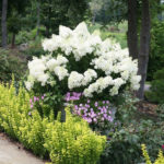 Elegant Colorful Bobo Hydrangea Garden Landscaping Ideas30