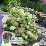 Elegant Colorful Bobo Hydrangea Garden Landscaping Ideas33
