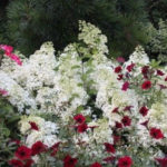 Elegant Colorful Bobo Hydrangea Garden Landscaping Ideas39