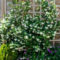 Beautiful Evergreen Vines Ideas For Your Home08