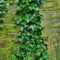 Beautiful Evergreen Vines Ideas For Your Home10