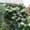 Beautiful Evergreen Vines Ideas For Your Home14