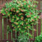 Beautiful Evergreen Vines Ideas For Your Home28