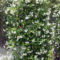 Beautiful Evergreen Vines Ideas For Your Home30