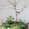 Impressive Magical Mini Garden Ideas29