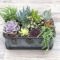 Cheap Succulent Plants Decor Ideas You Will Love01