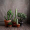 Cheap Succulent Plants Decor Ideas You Will Love03