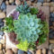 Cheap Succulent Plants Decor Ideas You Will Love04