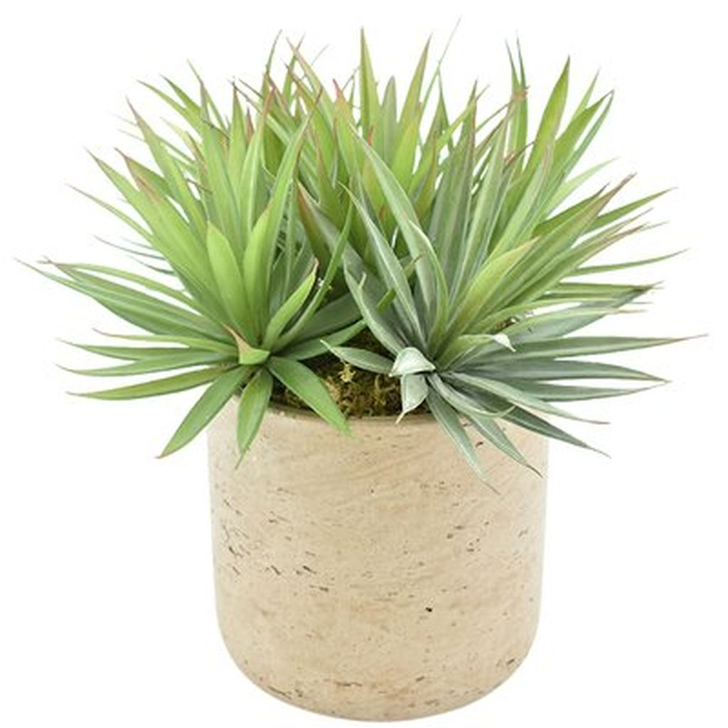 Cheap Succulent Plants Decor Ideas You Will Love05