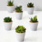 Cheap Succulent Plants Decor Ideas You Will Love13