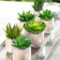 Cheap Succulent Plants Decor Ideas You Will Love23