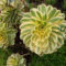 Cheap Succulent Plants Decor Ideas You Will Love24