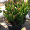 Cheap Succulent Plants Decor Ideas You Will Love27