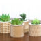 Cheap Succulent Plants Decor Ideas You Will Love36